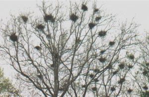 Heron Nests