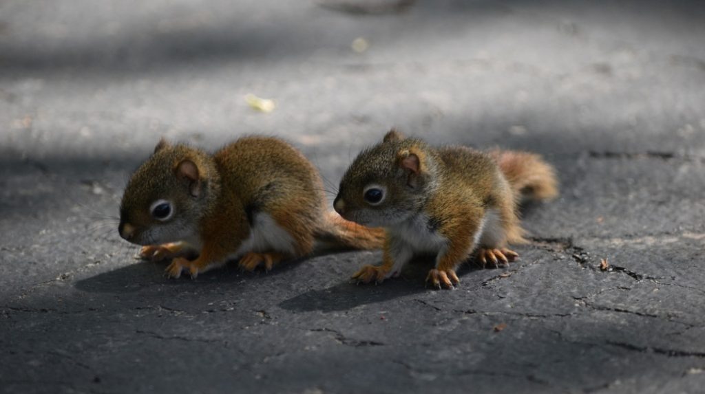Baby Red Squirrel, Photo by Bob Hazen
