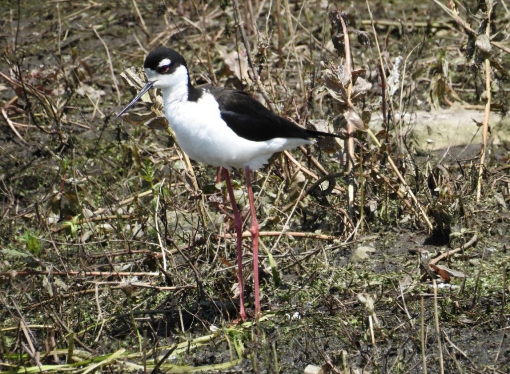 Black-necked Stilts are common in the states of Florida, Texas, Arizona and California, where they reside year-round, but extremely unusual for western New York
