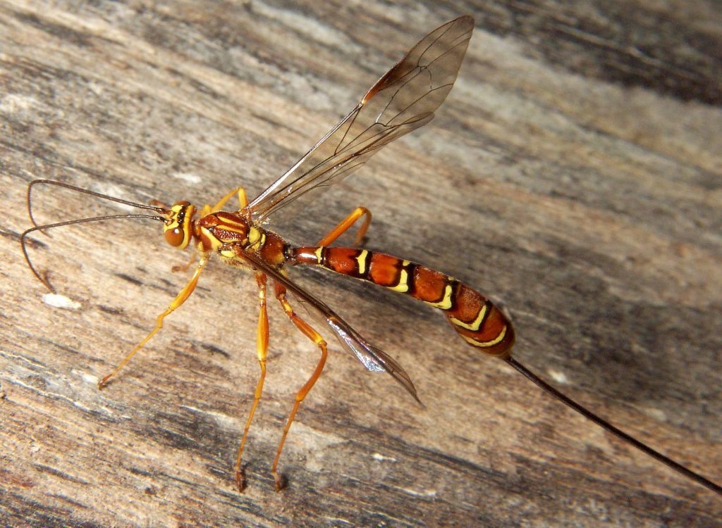 One of the 3300 North American species of ichneumon wasps.