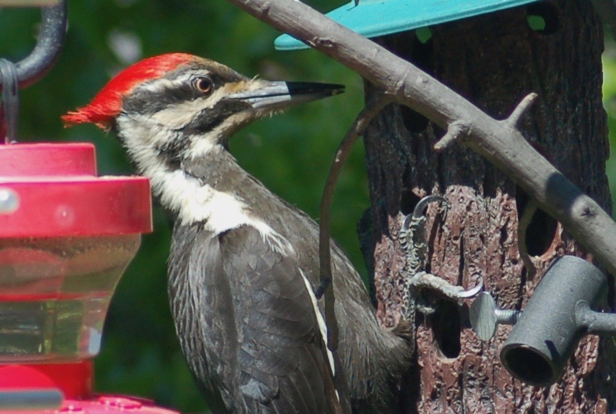 Backyard Bird Spotlight – Pileated Woodpecker (Dryocopus pileatus)