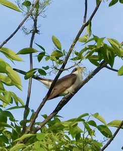 Yellow-billed Cuckoo, Photo by Celeste Morien