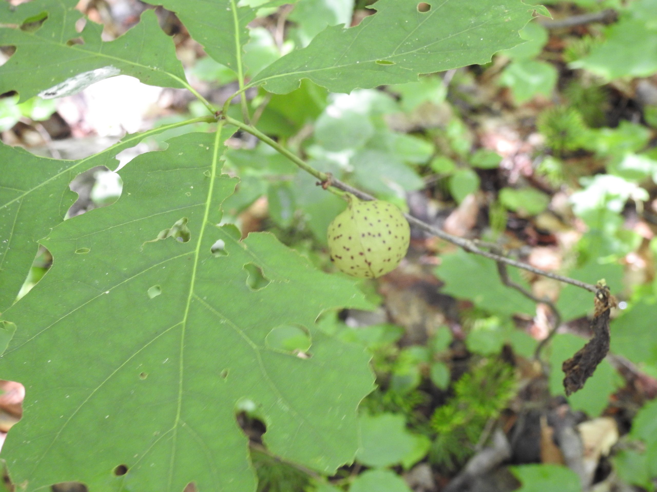 Galls: Gene Altering Injections Cause Plant Mutations