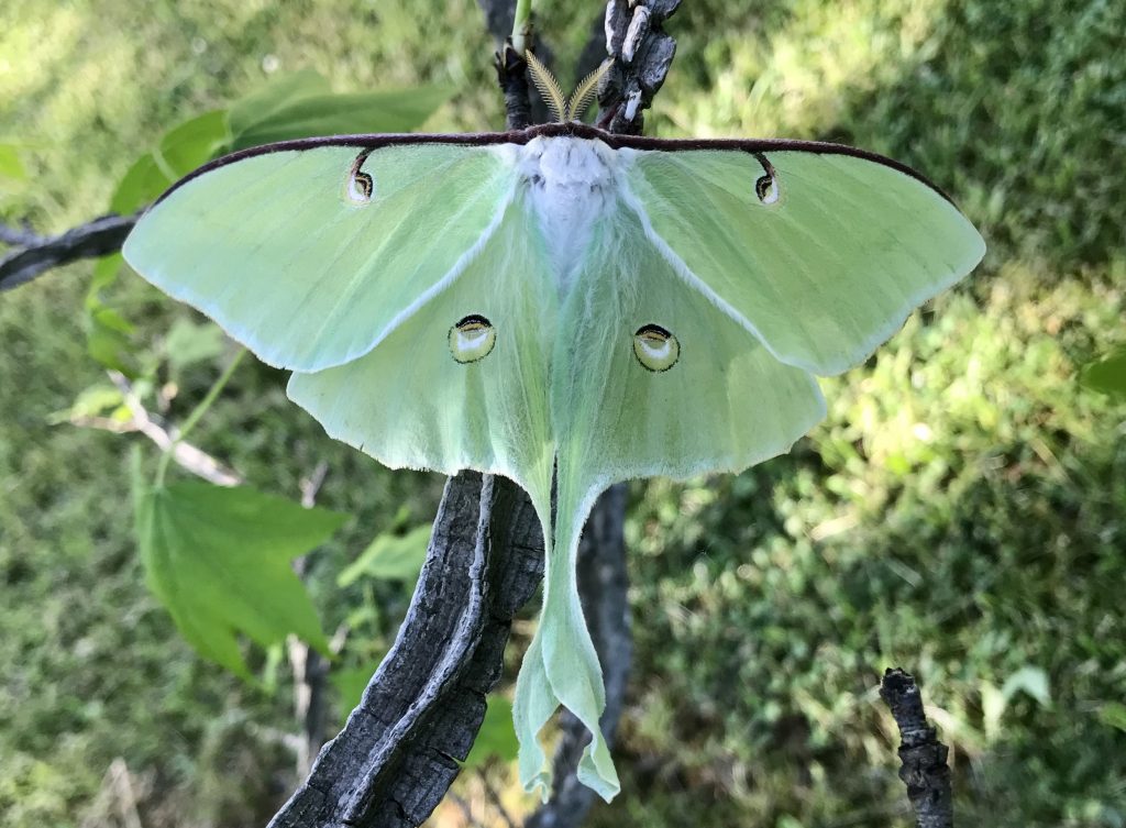 Male Luna Moth on Sweetgum Tree. Photo by Celeste Morien.