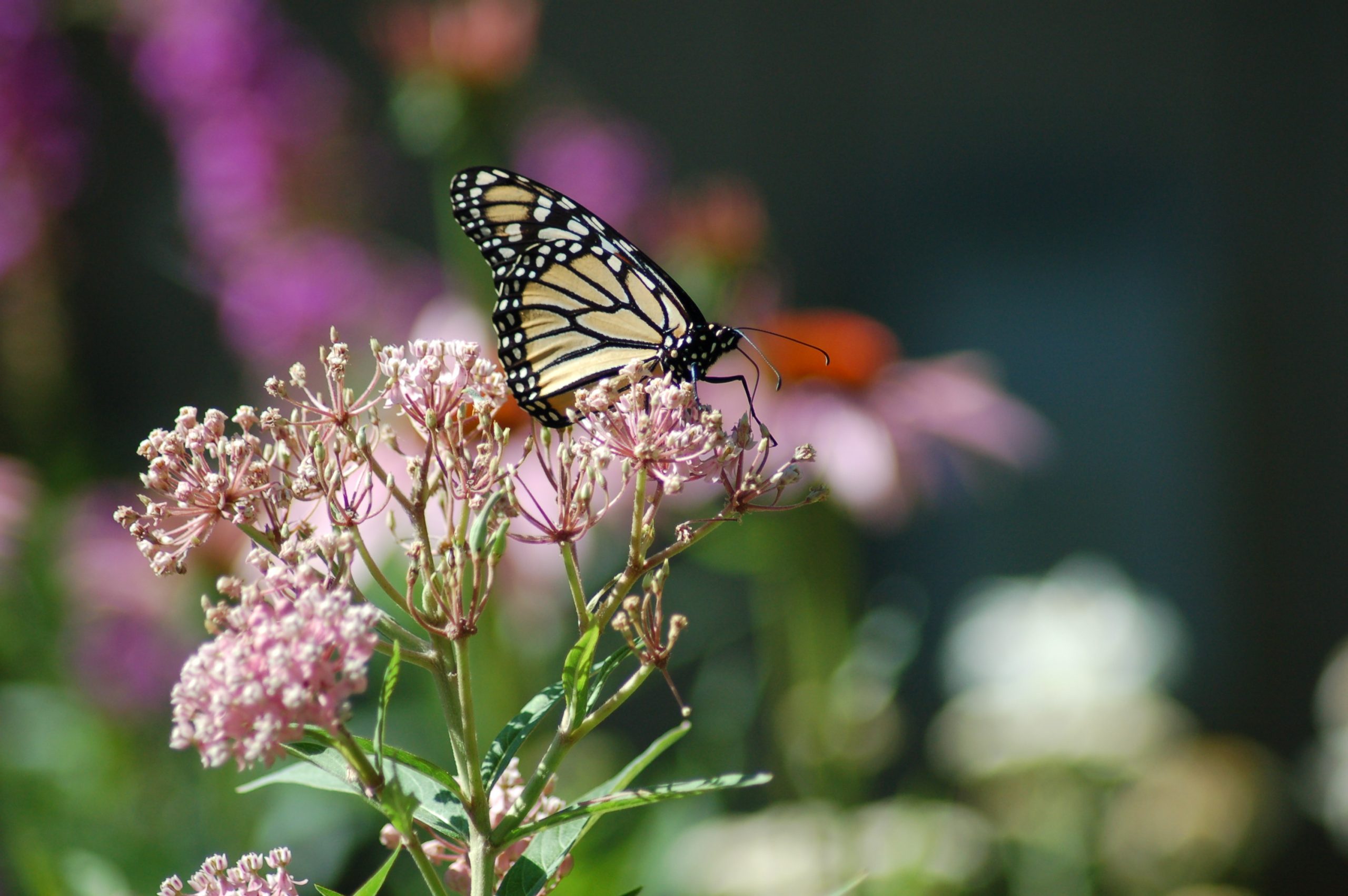 From Milkweed to Monarchs