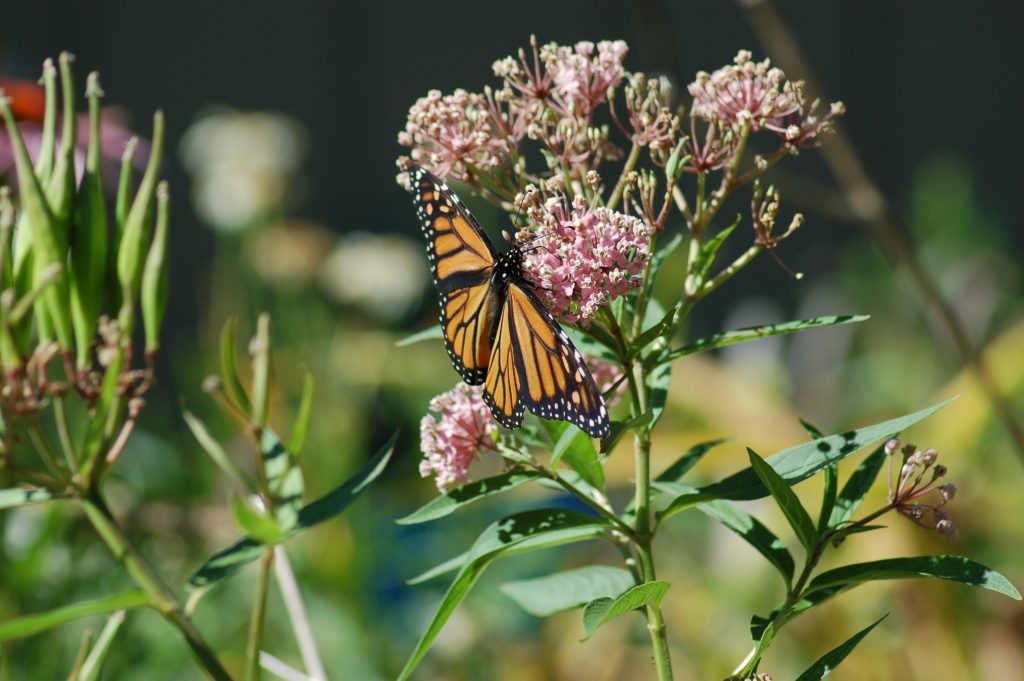 Monarch Butterfly, photo by Lauren Tingco