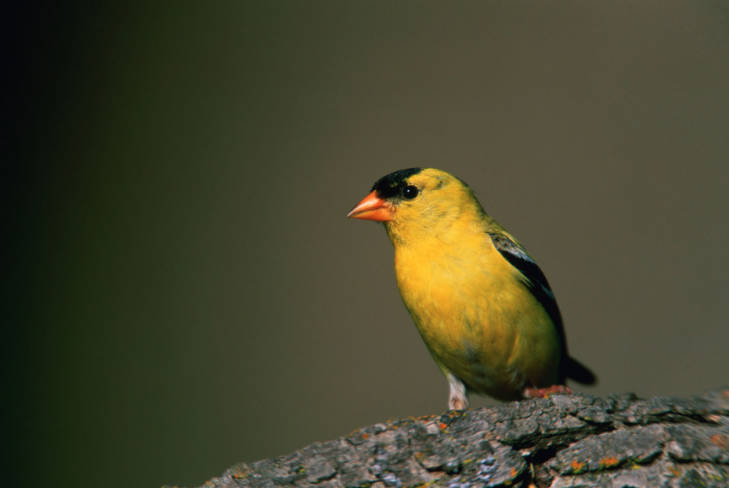Goldfinch Season