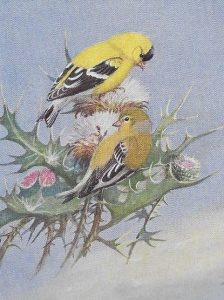 Goldfinch - Painting by Allan Brooks, National Geographic 1939