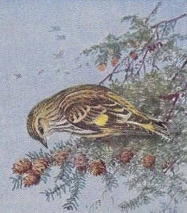 Pine Siskin - Painting by Allan Brooks, National Geographic 1939