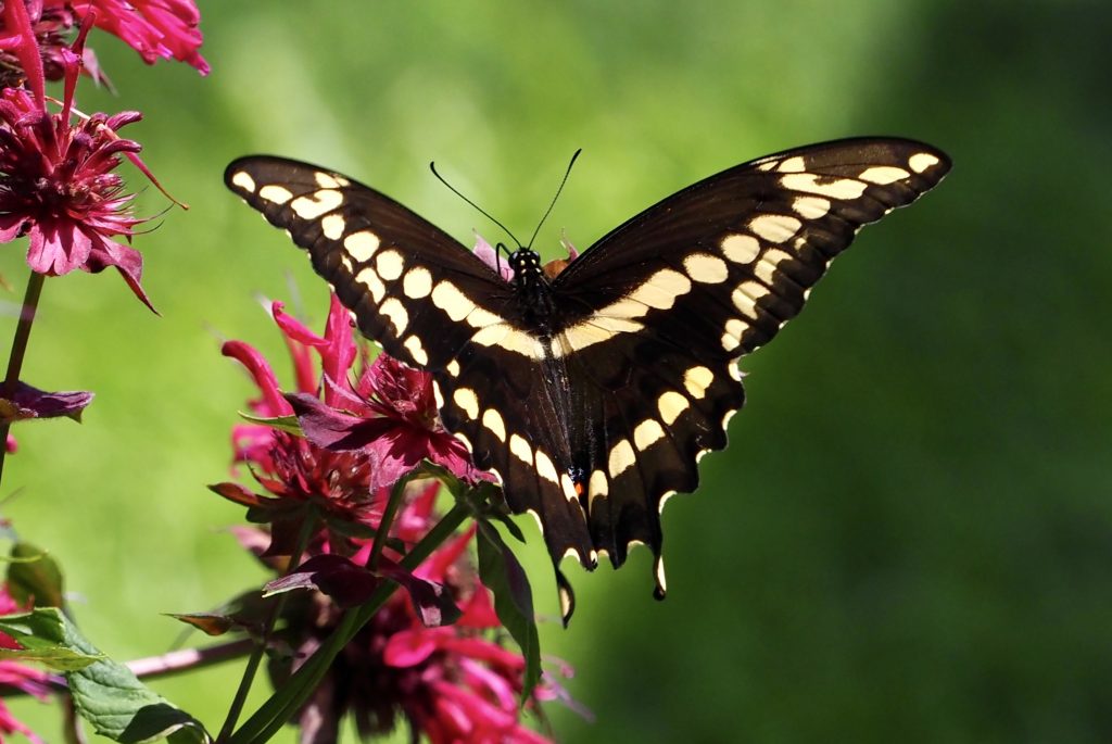 Adult Giant Swallowtail. Photo by Celeste Morien