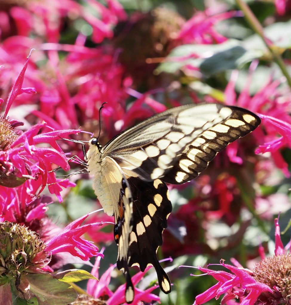 Adult Giant Swallowtail. Photo by Celeste Morien