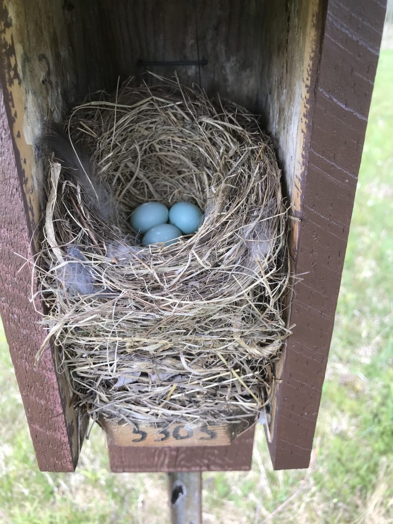 4 inch eastern bluebird nest with three eggs. Bluebirds weave a nest with grass, plant stems and pine needles. The female constructs the nest, which is lined with hair, fine grasses or feathers. The female lays one egg each day until the clutch size reaches between 3-6 pale blue eggs.