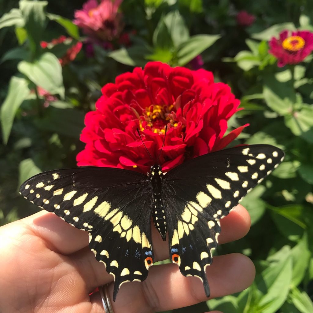 Swallowtail Butterfly - Photo by Lauren Tingco
