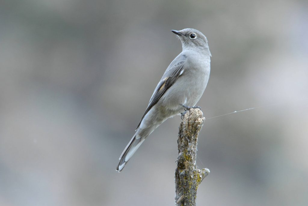 Townsend's Solitaire, photo courtesy of Dave Menke, FWS