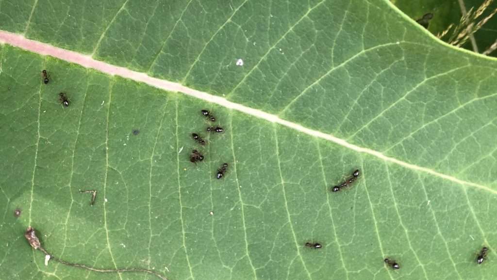 Ants on Milkweed, photo by Dorothy Rapp