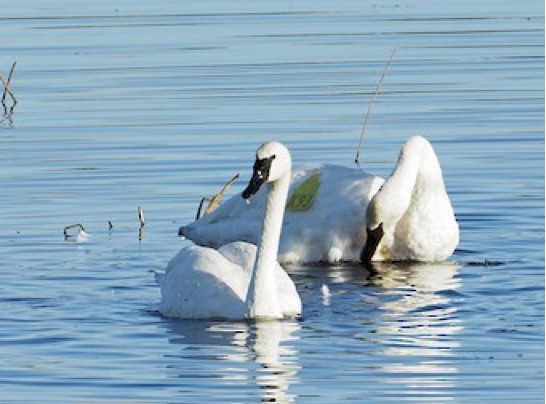 Which Swan is Which?