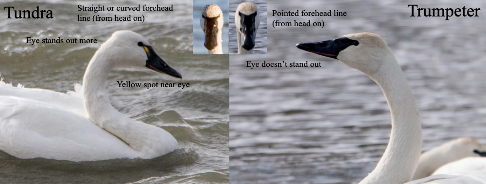 How to tell the difference between a Tundra Swan and a Trumpeter Swan. Photos courtesy of Sue Barth