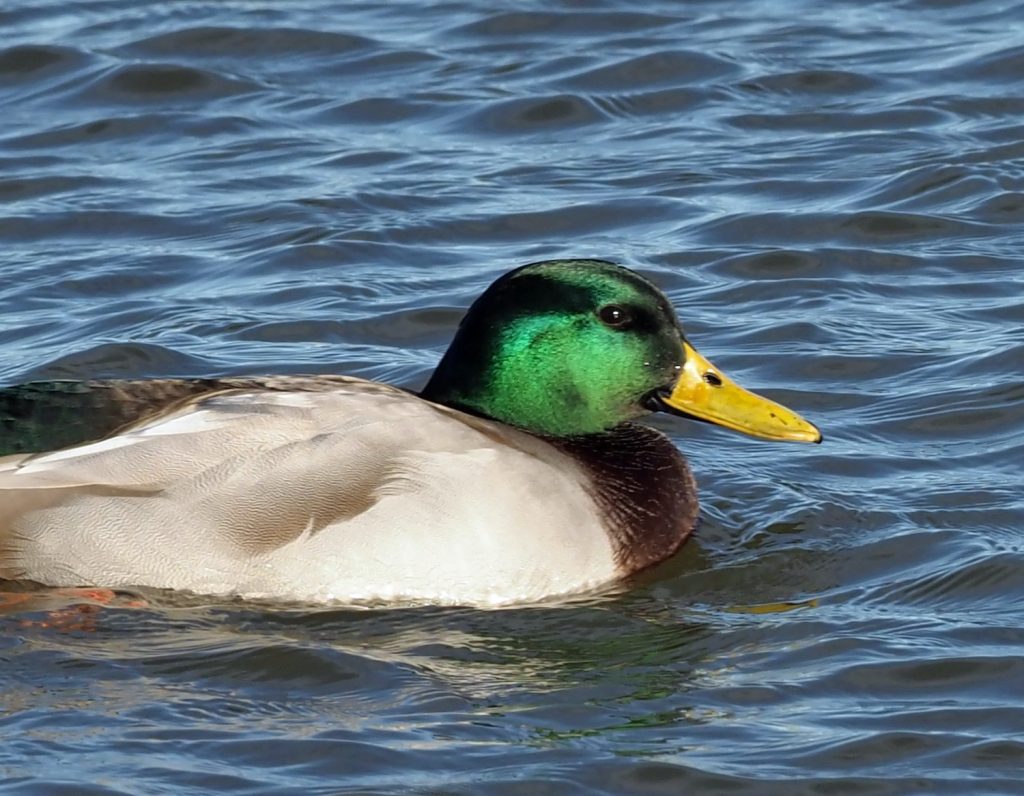 This Mallard is pictured at the Iroquois National Wildlife Refuge. Photo by Celeste Morien