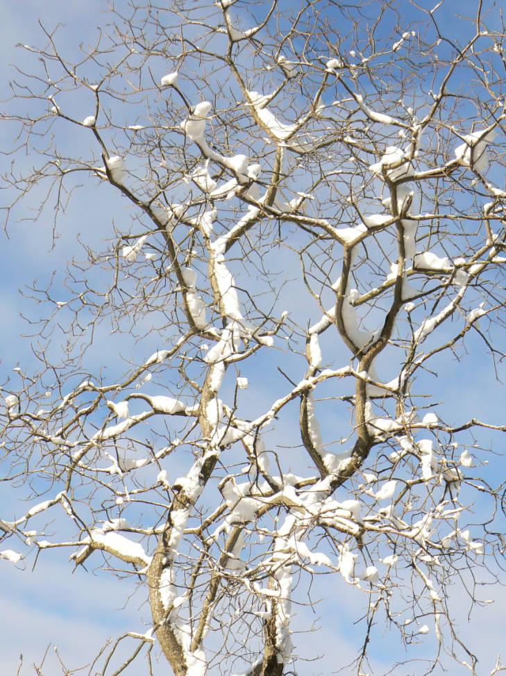Snow Covered Tree - Photo by Laura Perlick USFWS