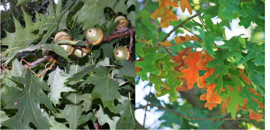 What's the difference? One is the the shape of the leaves: red oaks (left) have pointy lobes, and white oaks (right) have rounded lobes.