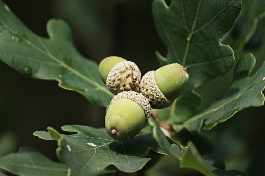 From food, to medicine, to European expansion - oaks have played very important roles through history.