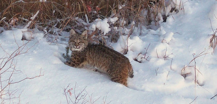 Bobcat in the snow - Photo by John Seals