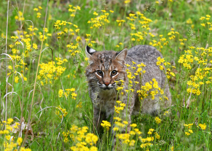 Bobcat walking through wildflowers. Photo courtesy of Grayson Smith, USFWS