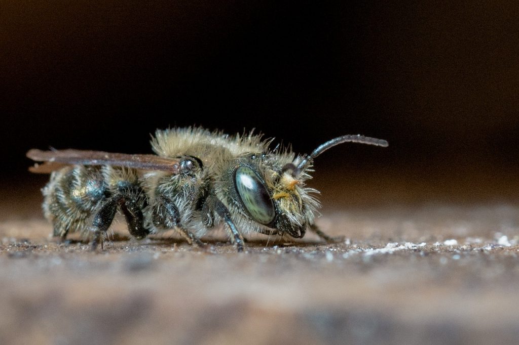 Mason Bees are one of the many native bees you will find in New York State