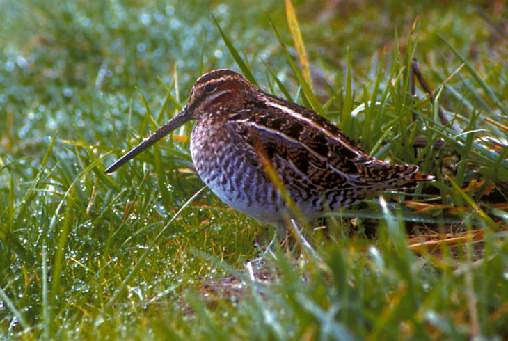Common Snipe - Photo by Patty Browne