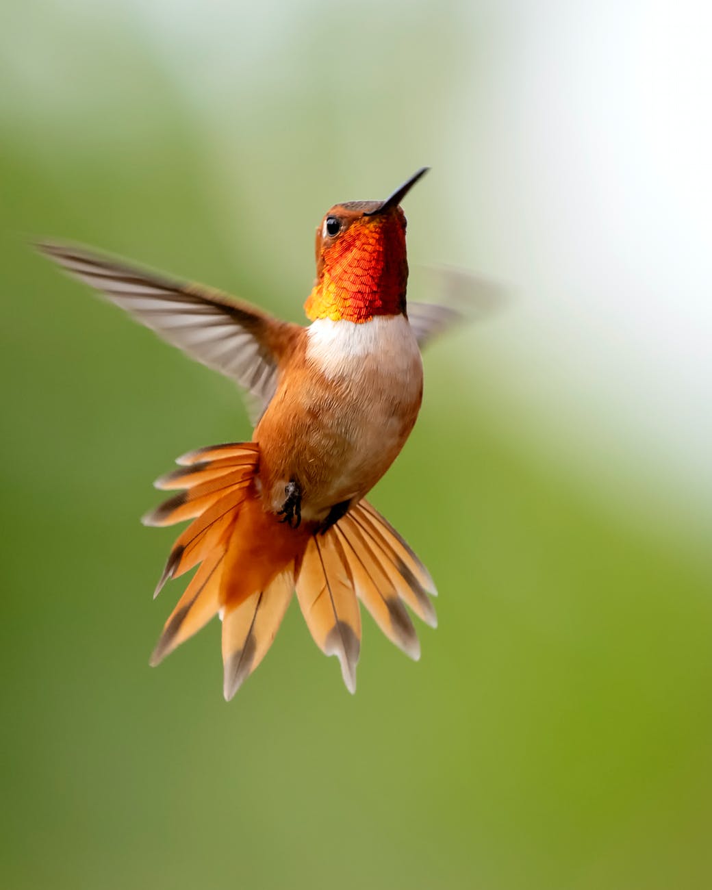 focus photography of flying hummingbird