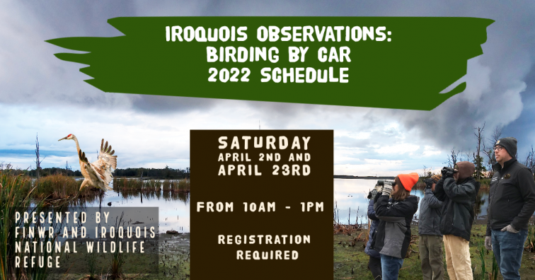 Iroquois Observations: Birding by Car - Archive