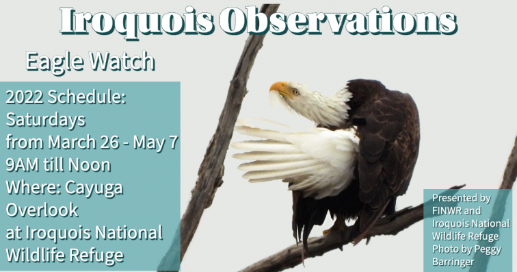 Iroquois Observations: Eagle Watch
