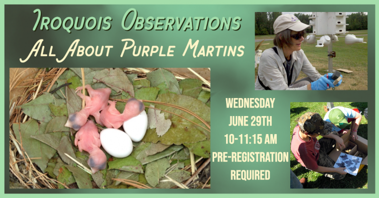 Iroquois Observations Event: All About Purple Martins