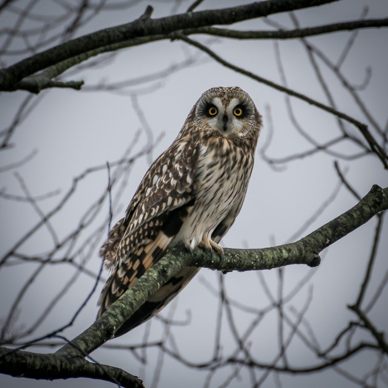 The Endangered Owl That Depends on WNY