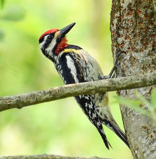 Woodpeckers: Drumming for the Beetles