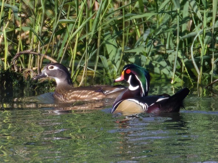 Getting Our Wood Ducks in a Row