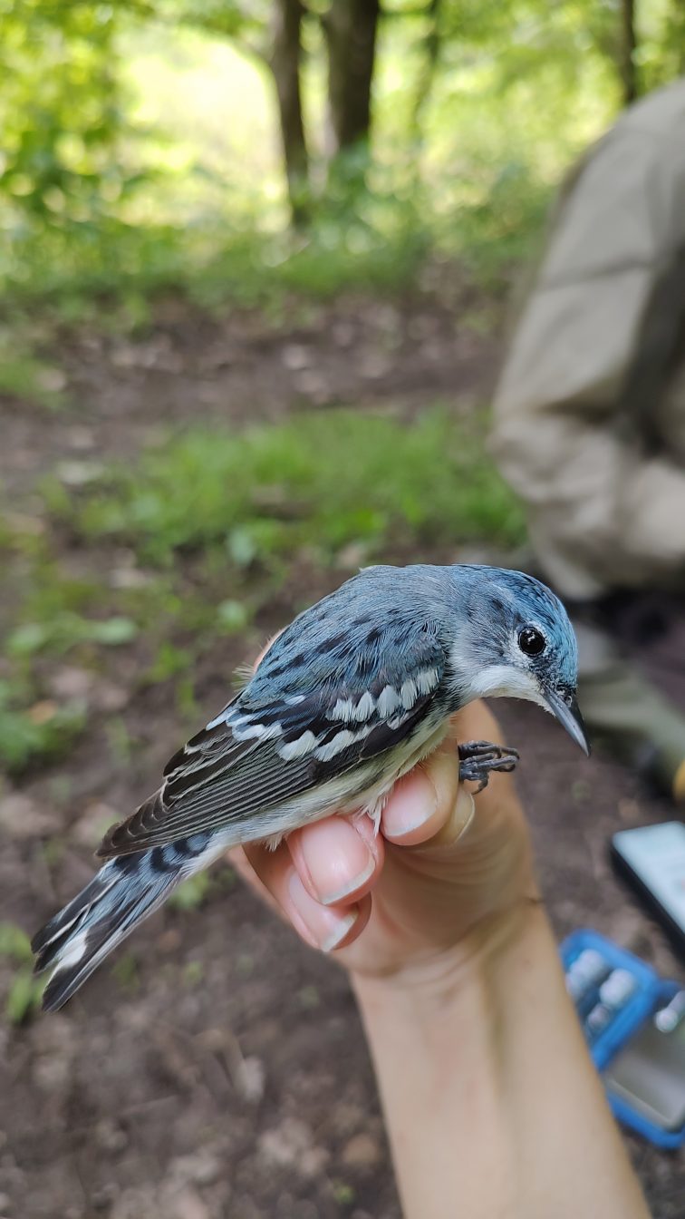 Protecting the Declining Cerulean Warbler