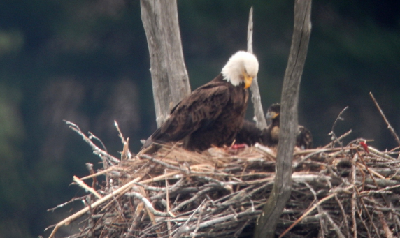 Iroquois Observations Bald Eagle Watch 2019