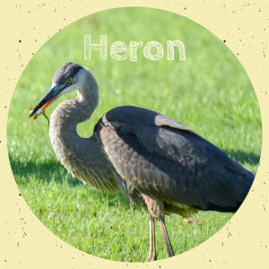Heron Membership Level