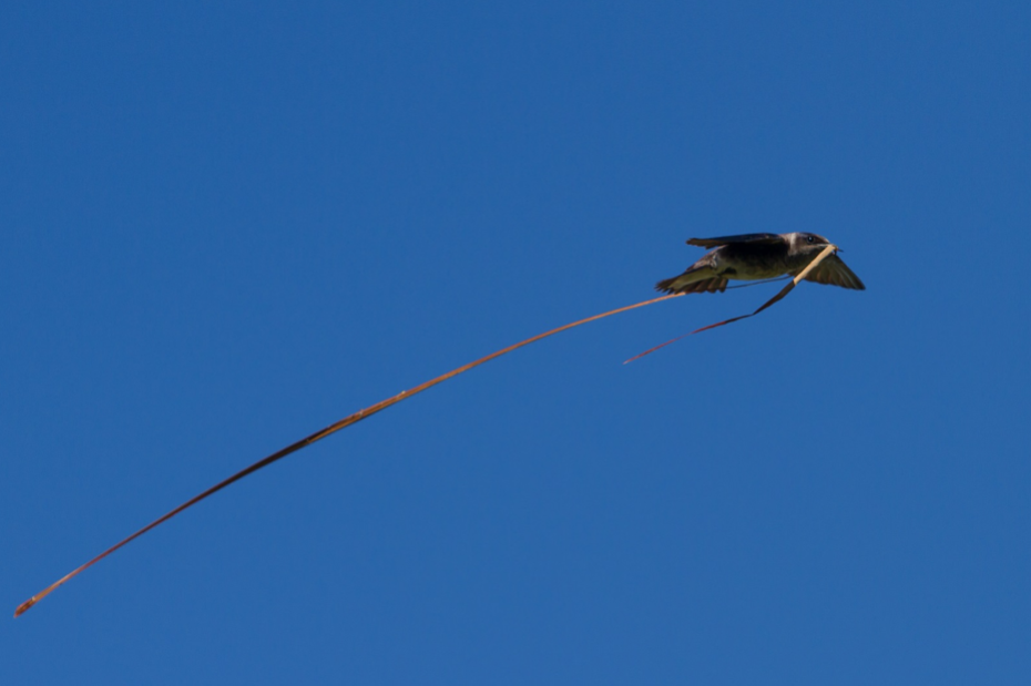 Purple Martin with Cattail