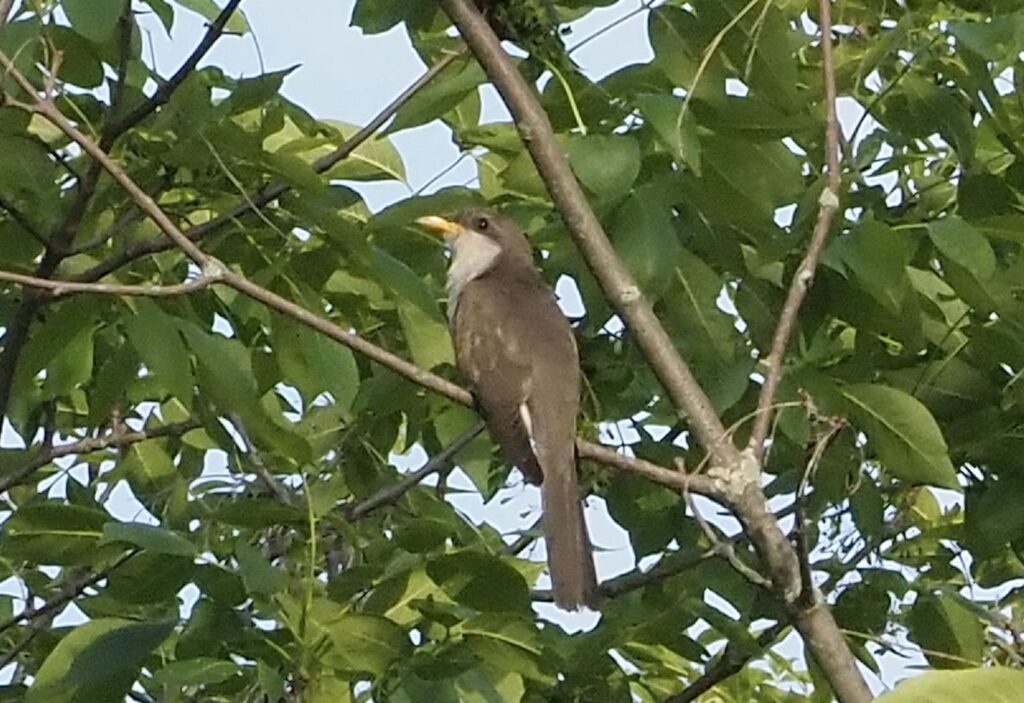 Yellow-billed Cuckoo, Photo by Celeste Morien