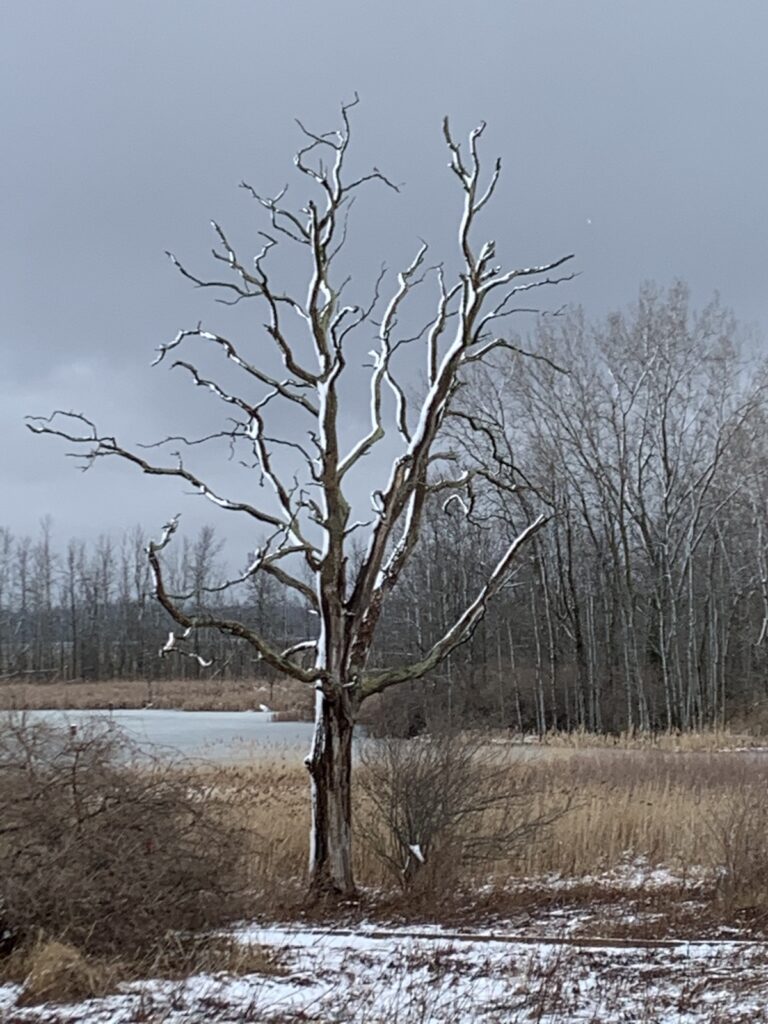 Snag on the Headquarters Trail - Photo by Karin Johnson
