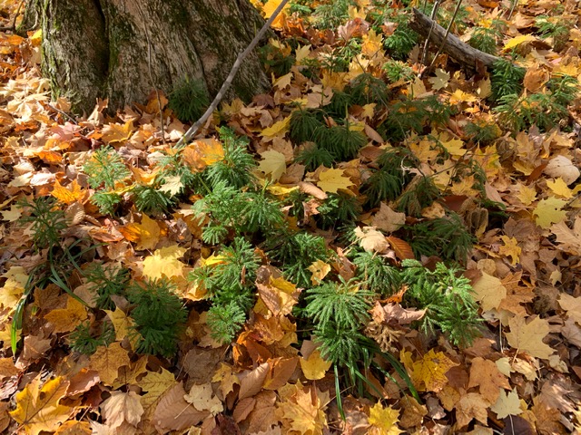 Club Moss on the Kanyoo Trail - Photo by Karin Johnson