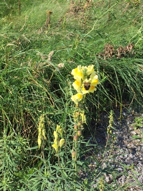 Butter and Eggs Flowers along the Headquarters Trail - Photo by Karin Johnson