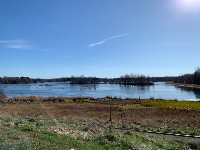 Ringneck Marsh - Photo by Karin Johnson