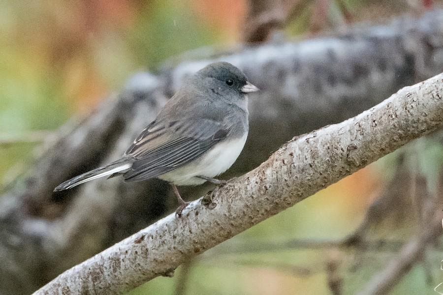 Dark-eyed Junco (Slate-colored Junco subspecies) photo by Sue Barth