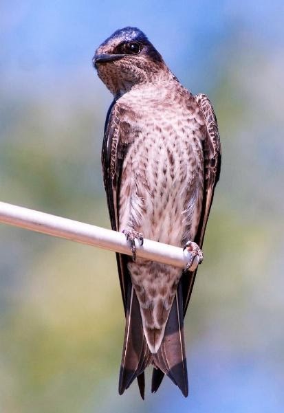 Female martins show a purple crown and shoulders, a gray collar, a dark throat, are gray-brown above and streaked with gray on their pale underside. Photo by Celeste Morien