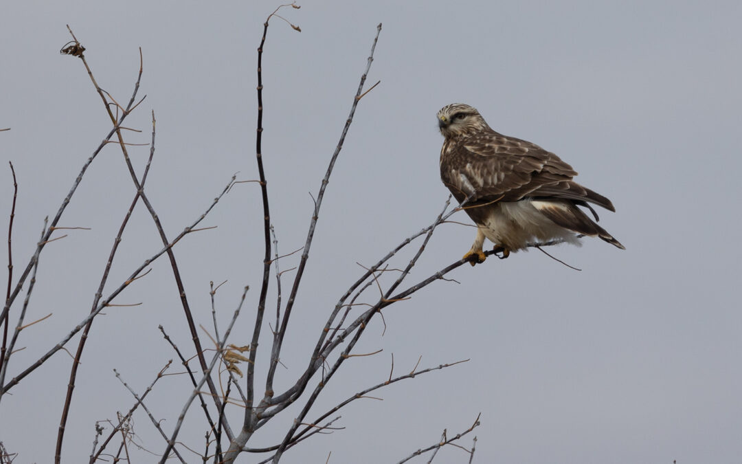 Raptors: Fierce Feathered Friends