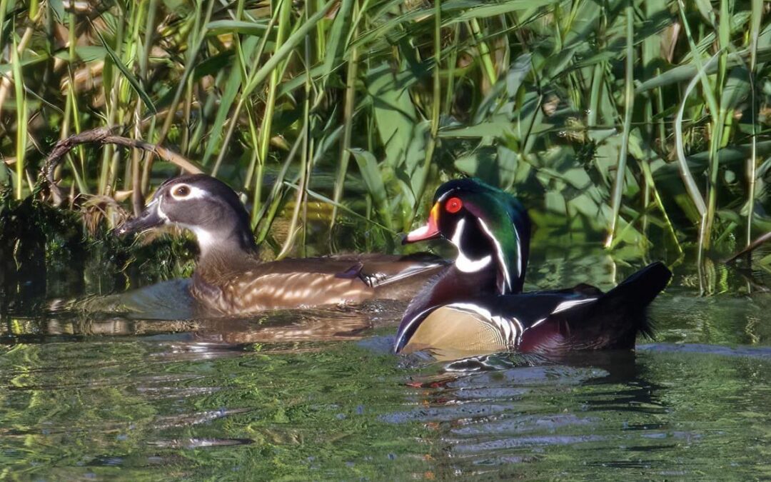 Getting Our Wood Ducks in a Row