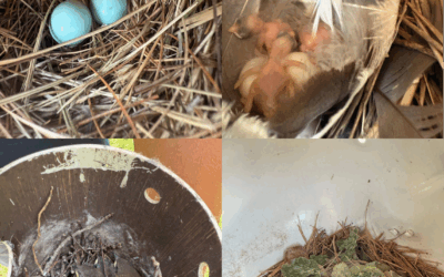 Meet the baby birds in our nest box studies